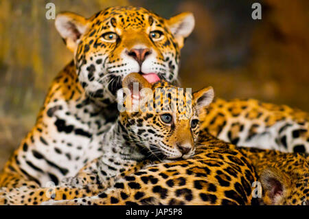 Femmina adulta Jaguar leccare la sua giovane cub Foto Stock