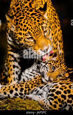 Femmina adulta Jaguar leccare la sua giovane cub Foto Stock