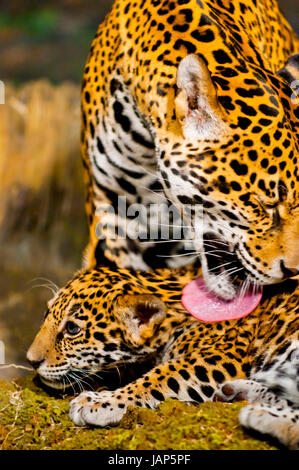 Femmina adulta Jaguar leccare la sua giovane cub Foto Stock