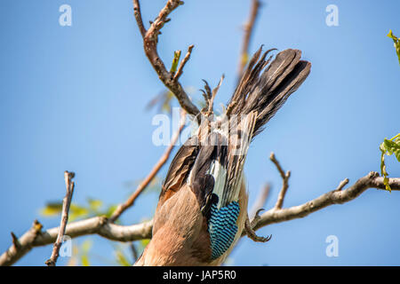 Eurasian jay bird divenne entagled in fune sull'albero. Intrappolato dalla linea di pesca Foto Stock