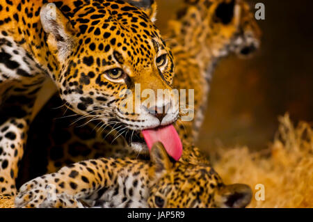 Femmina adulta Jaguar leccare la sua giovane cub Foto Stock