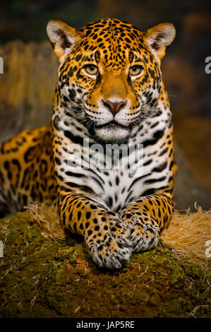 Femmina adulta Jaguar seduto sulla roccia guardando nella telecamera Foto Stock