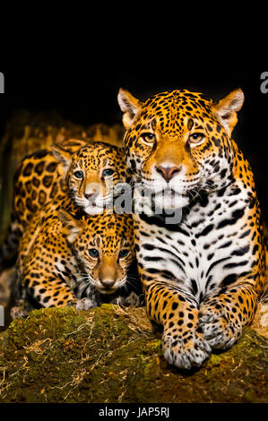 Due piccoli cuccioli di Jaguar e la loro madre cercando nella fotocamera Foto Stock