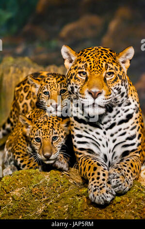 Due piccoli cuccioli di Jaguar e la loro madre cercando nella fotocamera Foto Stock