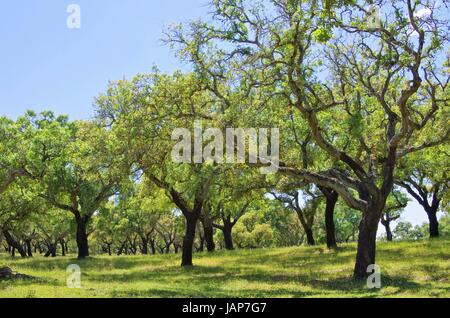 Korkeiche - Cork Oak 60 Foto Stock