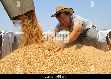 (170607) -- HANDAN, 7 giugno 2017 (Xinhua) -- un agricoltore di raccolti di frumento nei campi di Cheng an County, a nord della Cina di nella provincia di Hebei, 7 giugno 2017. (Xinhua/Mu Yu) (wyo) Foto Stock