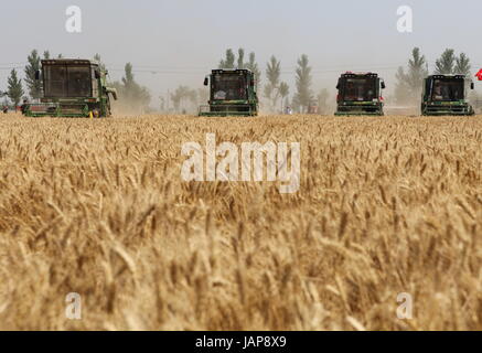 (170607) -- HANDAN, 7 giugno 2017 (Xinhua) -- raccoglitrici per raccogliere il grano nei campi di Cheng an County, a nord della Cina di nella provincia di Hebei, 7 giugno 2017. (Xinhua/Mu Yu) (wyo) Foto Stock