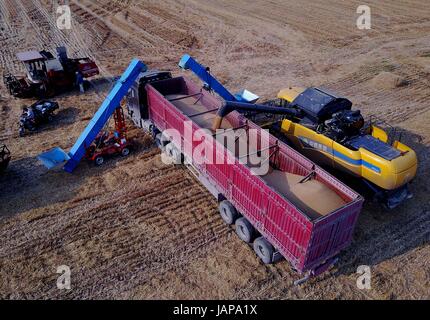 (170607) -- JUNXIAN, 7 giugno 2017 (Xinhua) -- raccoglitrici per raccogliere il grano nei campi della contea di Junxian, centrale cinese della Provincia di Henan, 7 giugno 2017. (Xinhua/Li Un) (wyo) Foto Stock