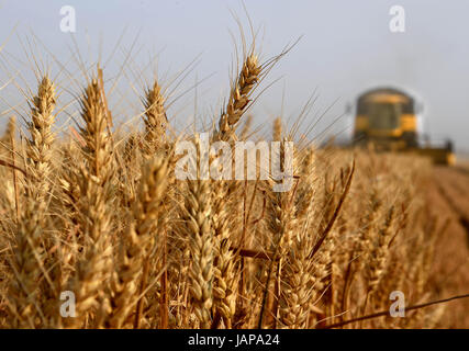 (170607) -- JUNXIAN, 7 giugno 2017 (Xinhua) -- un harvester raccoglie il grano nei campi della contea di Junxian, centrale cinese della Provincia di Henan, 7 giugno 2017. (Xinhua/Li Un) (wyo) Foto Stock