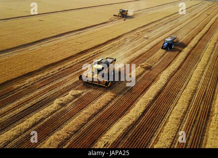 (170607) -- JUNXIAN, 7 giugno 2017 (Xinhua) -- raccoglitrici per raccogliere il grano nei campi della contea di Junxian, centrale cinese della Provincia di Henan, 7 giugno 2017. (Xinhua/Li Un) (wyo) Foto Stock