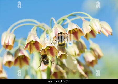 Nectaroscordum siculum miele siciliano aglio. Stirlingshire, Scotland, Regno Unito. Il 7 giugno, 2017. Regno Unito meteo - cielo blu in Stirlingshire come bevanda di bombi nettare dal miele di fiori di aglio precedendo la pioggia domani previsioni di credito: Kay Roxby/Alamy Live News Foto Stock