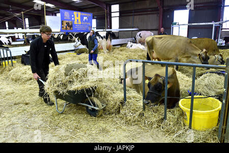 Southampton Sussex, Regno Unito. 8 Giugno, 2017. Gli allevatori di bovini a prepararsi per il sud dell'Inghilterra Show tenutosi a Southampton Showground nel Sussex . Il sud dell'Inghilterra Società Agricola celebra il suo cinquantesimo anniversario di quest'anno mostrando i migliori di agricoltura, orticoltura e la campagna nel sud dell'Inghilterra. Credito: Simon Dack/Alamy Live News Foto Stock