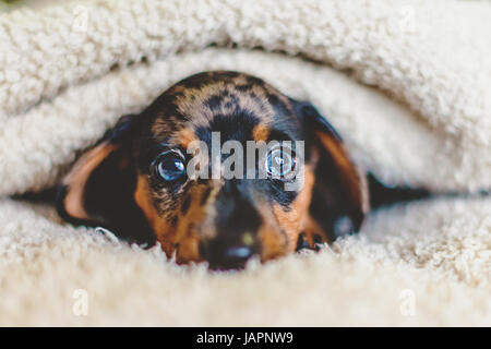 Bassotto cucciolo colline punteggiano Foto Stock