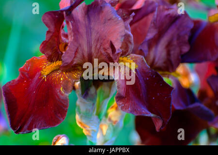 Bellissimo sfondo floreale. La magnifica vista del colore rosso brillante iris in fiore nel giardino nel mezzo di una estiva soleggiata giornata di primavera con erba verde. Foto Stock