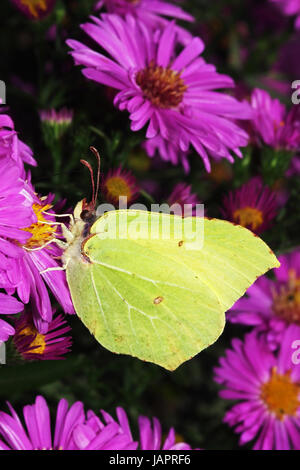 Zitronenfalter auf Asternblüte beim Nektartrunk Foto Stock