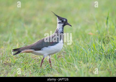 Pavoncella (Vanellus vanellus) passeggiate nel prato, Emsland, Bassa Sassonia, Germania Foto Stock