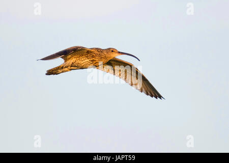 Eurasian curlew (Numenius arquata) in volo, Emsland, Bassa Sassonia, Germania Foto Stock