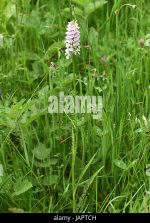 Flower spike di comune maculato (orchidea Dactylorhiza fuchsii) cresce in erba lunga. Bedgebury Forest, Kent, Regno Unito. Foto Stock