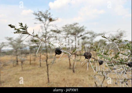 Sibilo thorn acacia (acacia drepanolobium) close-up dettaglio e frutti, fiume Grumeti, Serengeti National Park, Tanzania. Foto Stock