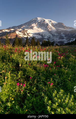 Fiori selvaggi e Washington membri Picco più alto Foto Stock