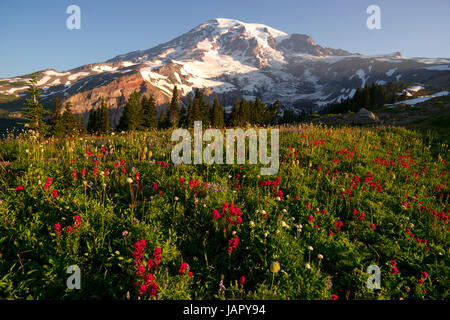 Fiori selvaggi e Washington membri Picco più alto Foto Stock