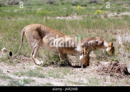 Due lionsesses bere da un foro di acqua durante il giorno., Etosha National Prak, Namibia. Foto Stock