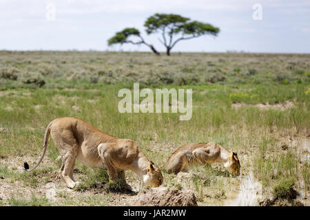 Due lionsesses bere da un foro di acqua durante il giorno., Etosha National Prak, Namibia. Foto Stock