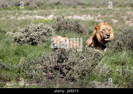 Un leone e una leonessa giacente in erba e rilassante nel bel mezzo della giornata, il Parco Nazionale di Etosha, Namibia. Foto Stock