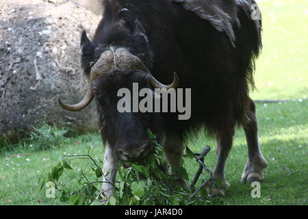 Musk ox (Ovibos moschatus) Foto Stock