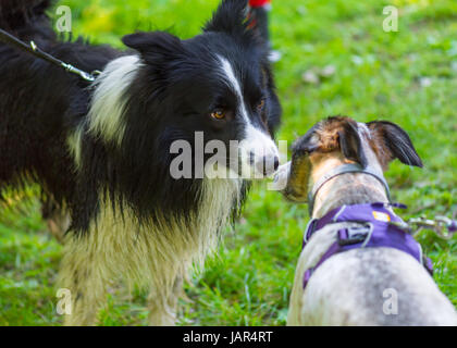 Due simpatici cani giocando all'aperto in primavera o estate park. Foto Stock