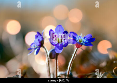 Anemone hepatica liverwort con bel bokeh di fondo Foto Stock