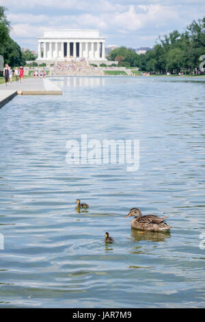 Il Lincoln Memorial con anatra e papere in stagno riflettente Foto Stock