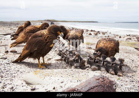 Caracara striato Phalcoboenus australis alimentazione su vertibrae della guarnizione di elefante Mirounga leonina su beach Sea Lion Island Isole Falkland Foto Stock