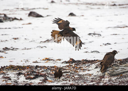 Caracara striato Phalcoboenus australis volando sopra la linea del litorale Sea Lion Island Isole Falkland Foto Stock