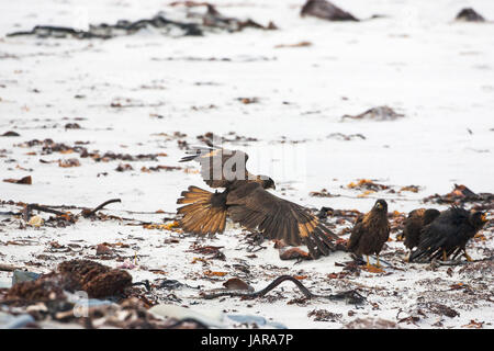 Caracara striato Phalcoboenus australis volando sopra la linea del litorale Sea Lion Island Isole Falkland Foto Stock