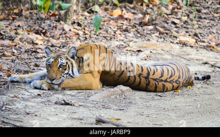 Royal tigre del Bengala Foto Stock