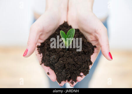 Donna di mani verde piccola pianta nel suolo. Il concetto di crescita. Concetto di natura Foto Stock