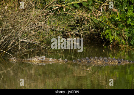 Un sale-acqua coccodrillo coccodrillo al centro di allevamento in Sunderbans. È stato accertato in area Koromjol di upazila Mongla in Oriente Sundarbans divisi Foto Stock