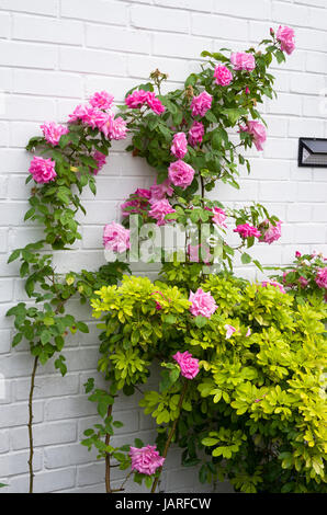 Rosa rampicante Zephirine Drouhin in fiore in un giardino inglese Foto Stock