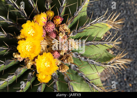 Il giallo dei fiori di cactus su una canna di fioritura cactus, Lanzarote, Isole Canarie, Europa Foto Stock