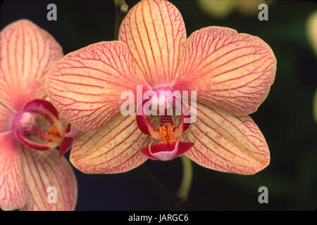 Phalaenopsis BALDANS CALEIDOSCOPIO tesoro dorato Foto Stock