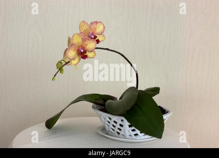 Phalaenopsis BALDANS CALEIDOSCOPIO tesoro dorato Foto Stock