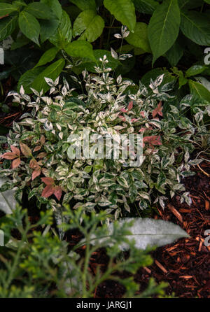 Nandina domestica "Twilight" Foto Stock