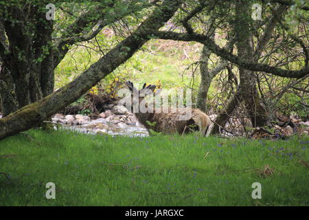 Wild Red Deer dal fiume Helmsdale in Sutherland; Scozia Foto Stock