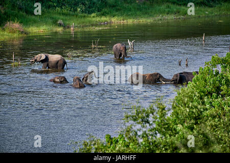 Allevamento di bush Africano elefanti la balneazione nel fiume Boteti, Makgadikgadi-Pans-National Park, Botswana, Africa Foto Stock