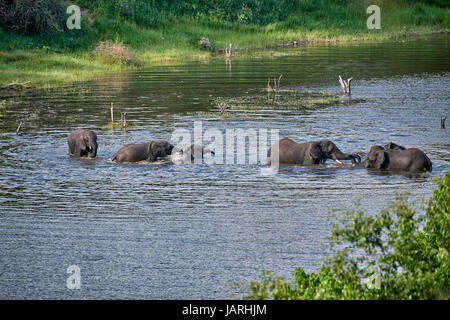 Allevamento di bush Africano elefanti la balneazione nel fiume Boteti, Makgadikgadi-Pans-National Park, Botswana, Africa Foto Stock