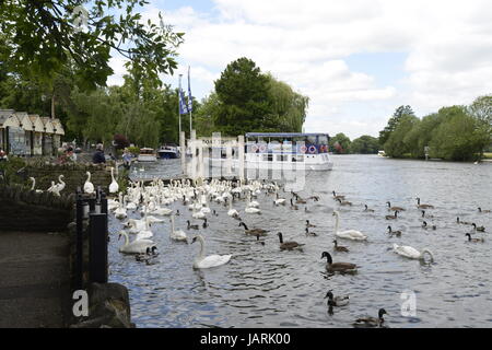 Cigni raccolte sul Tamigi a Windsor Foto Stock