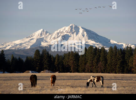 Oche selvatiche volare sul ranch di bestiame in direzione sud per l'inverno mentre pascolano cavalli Foto Stock