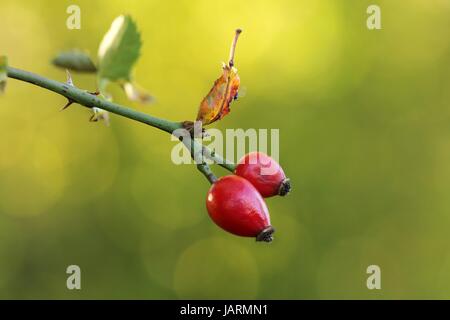 fiore rosa Foto Stock