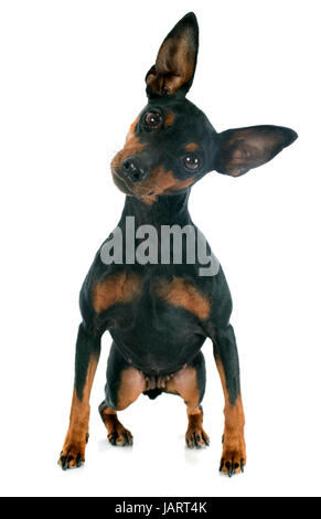 Razza pinscher in miniatura di fronte a uno sfondo bianco Foto Stock